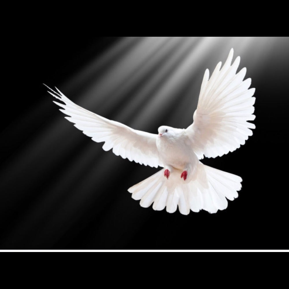 White Dove